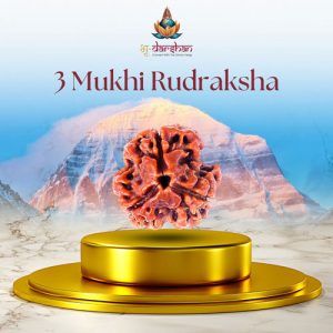 Three Mukhi Rudraksha