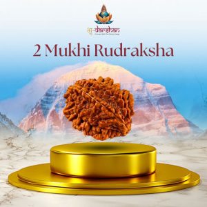 Two Mukhi Rudraksha